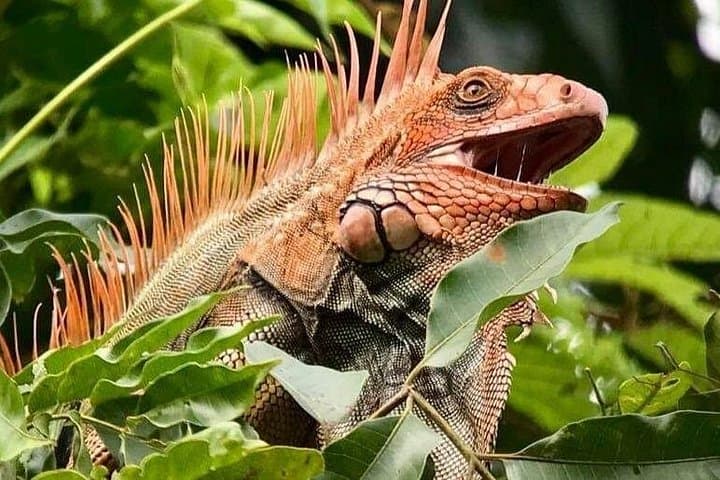 Manuel Antonio Naturalist Walk: Sloth Trail Wildlife Tour in Costa Rica photo 4