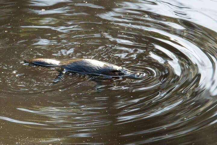 Atherton Tablelands: Falls, Forests & Crater Lakes Day Trip from Cairns photo 4