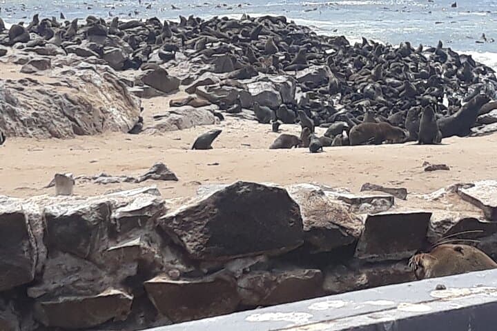 Skeleton Coast Cape Cross Seal Colony: Half-Day Seal, Shipwrecks & Desert Fog photo 4