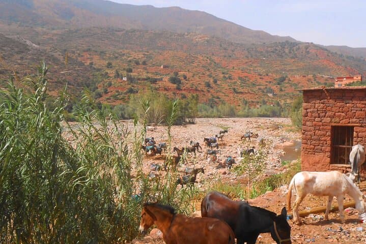 Zat Valley & Atlas Day Trip from Marrakech — Authentic Berber Villages and Local Lunch