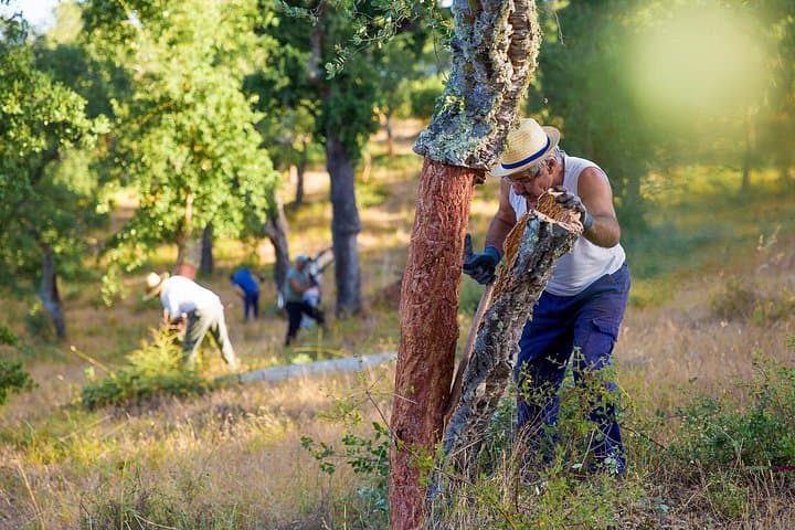 Jeep Tour of Alentejo Cork Forests — 2-Hour Cork Farm Experience from Évora photo 3