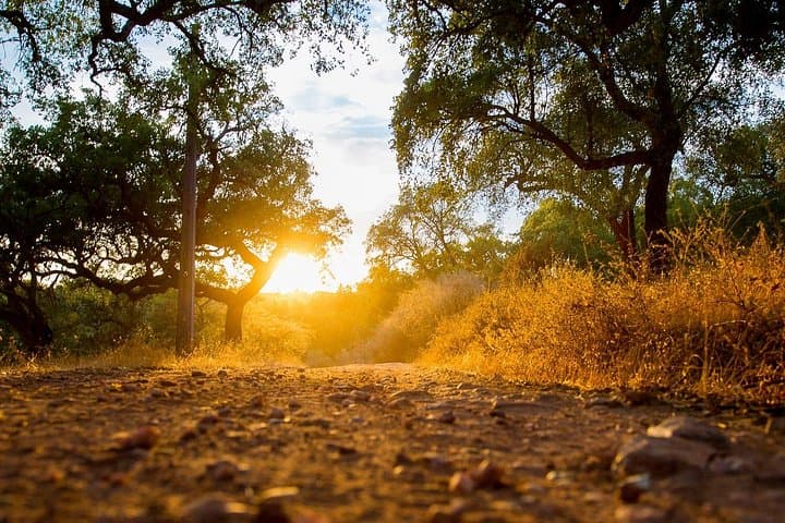 Jeep Tour of Alentejo Cork Forests — 2-Hour Cork Farm Experience from Évora photo 2
