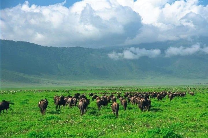 Ngorongoro Crater Day Trip: Safari Inside a 19km Volcanic Caldera photo 4