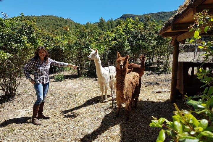 Hike and Organic Wine Tasting at Can Marlés in El Penedés