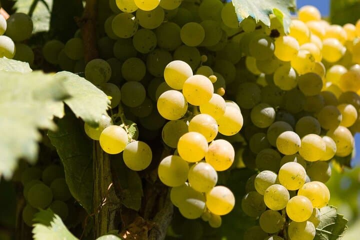 Vesuvius Wine Tasting and Crater Walk: Day Tour from Naples photo 2