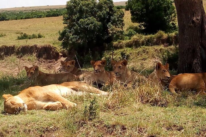 Nairobi National Park Half-Day Game Drive — City Skyline Safari photo 4