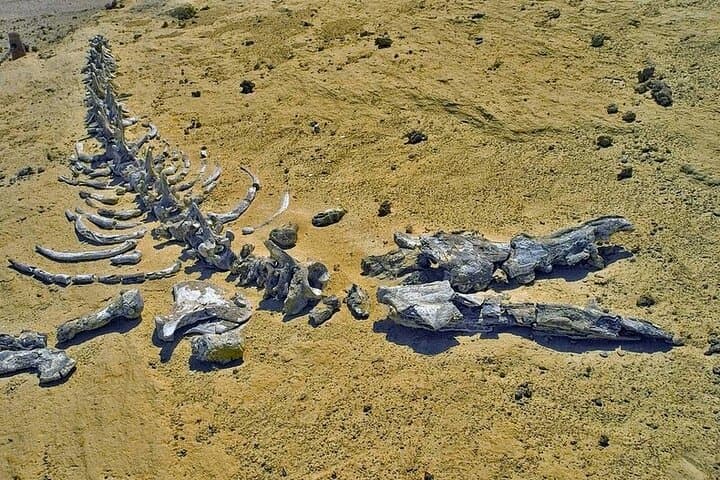 Full-Day Desert Adventure from Cairo to Wadi Hitan (Valley of the Whales) & Wadi Rayan photo 3