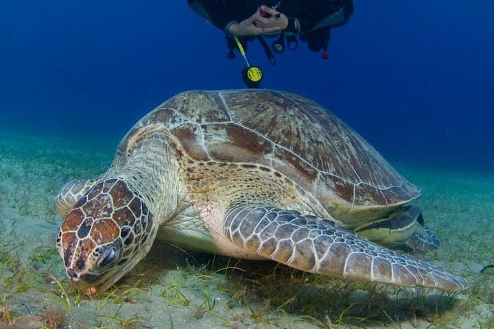 Discover Scuba Diving in Protaras — Green Bay Beginner Dives with Free Video