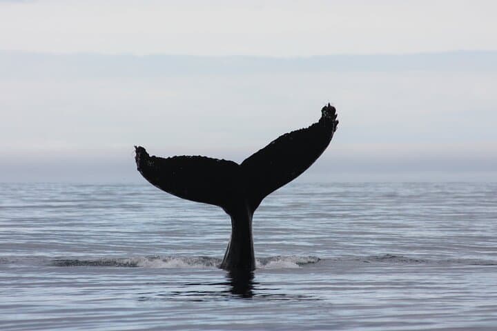 Snorkel Silfra and Whale Watch from Reykjavik: Self-Drive Day Trip photo 6
