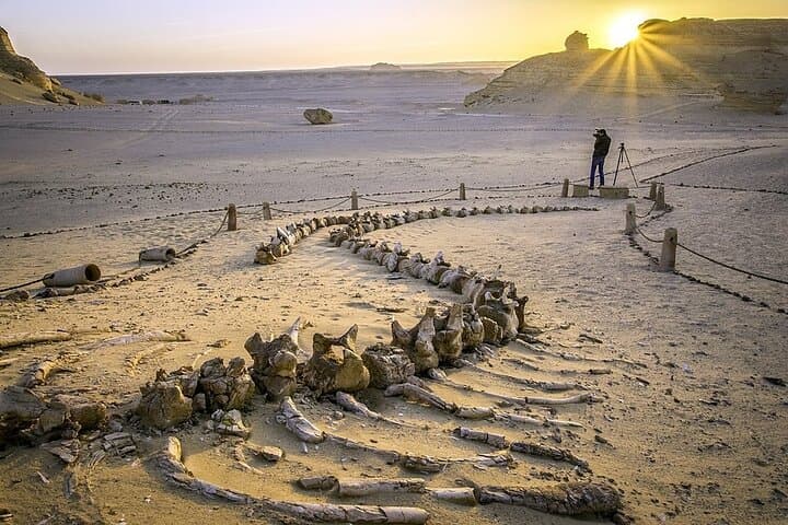 Wadi Al Hitan Day Trip from Cairo — 4x4 Fossil Safari & Desert Camping