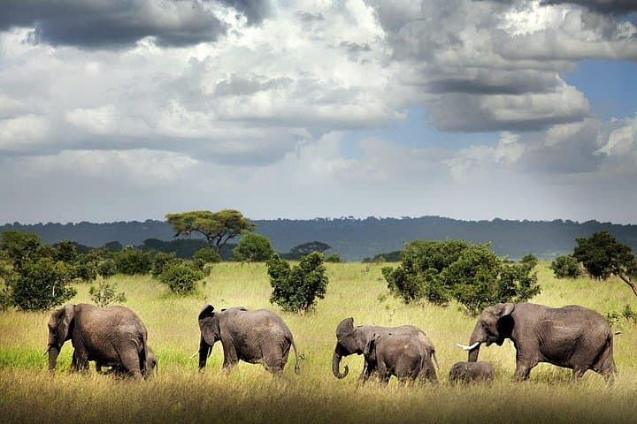 6-Day Mid-Range Tanzania Safari: Serengeti, Ngorongoro & Tarangire photo 4