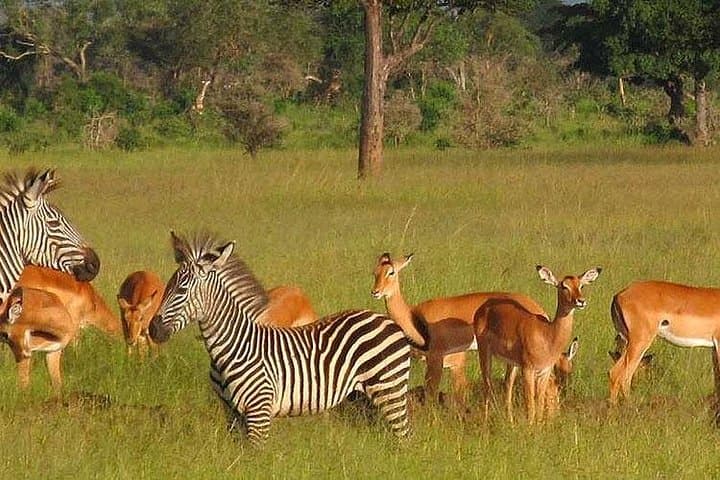 6-Day Mid-Range Tanzania Safari: Serengeti, Ngorongoro & Tarangire photo 3