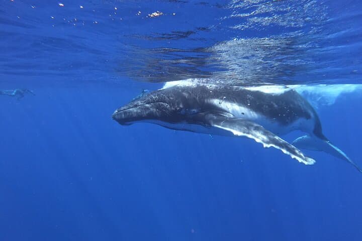 Moorea Humpback Whale Watching: Close Encounters in Tahiti's Warm Waters photo 2