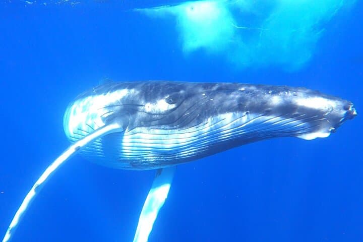 Moorea Humpback Whale Watching: Close Encounters in Tahiti's Warm Waters photo 3