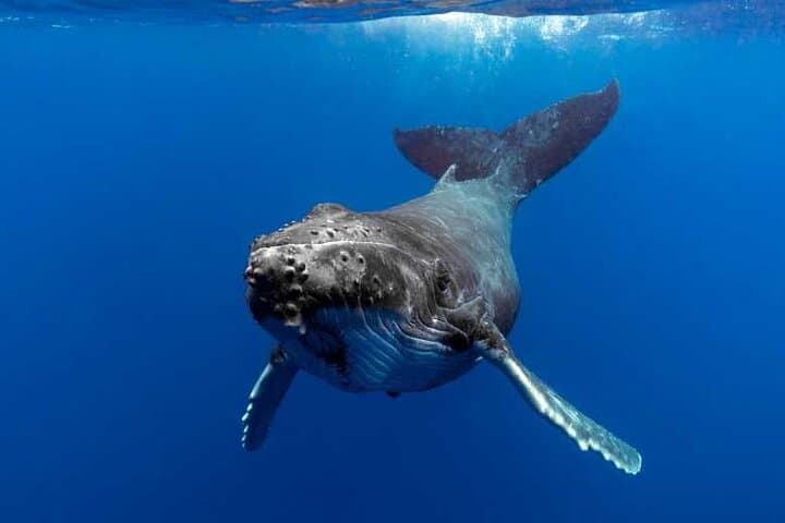 Moorea Humpback Whale Watching: Close Encounters in Tahiti's Warm Waters photo 4