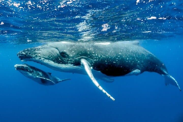 Moorea Humpback Whale Watching: Close Encounters in Tahiti's Warm Waters