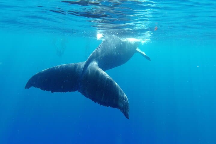 Moorea Humpback Whale Watching: Close Encounters in Tahiti's Warm Waters photo 5