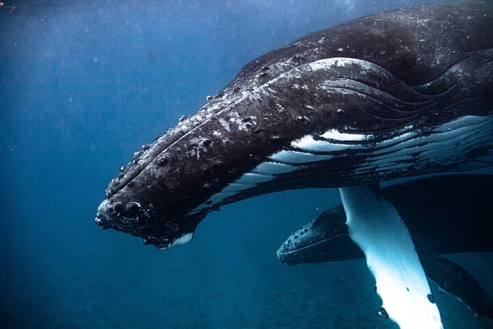 Moorea Humpback Whale Watching: Close Encounters in Tahiti's Warm Waters photo 6