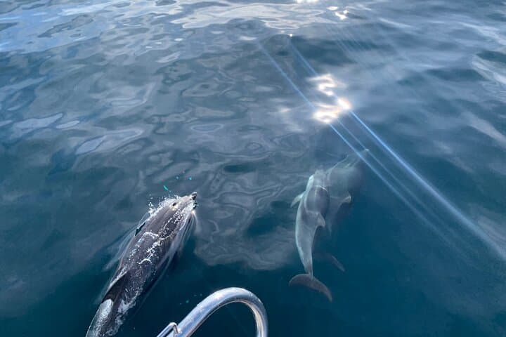 Sail Marbella: Dolphin-Watching and Puerto Banús Sea Cruise