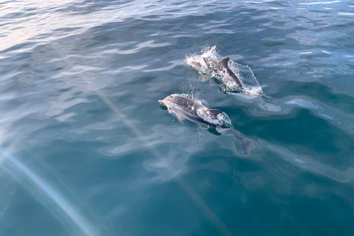Sail Marbella: Dolphin-Watching and Puerto Banús Sea Cruise photo 3