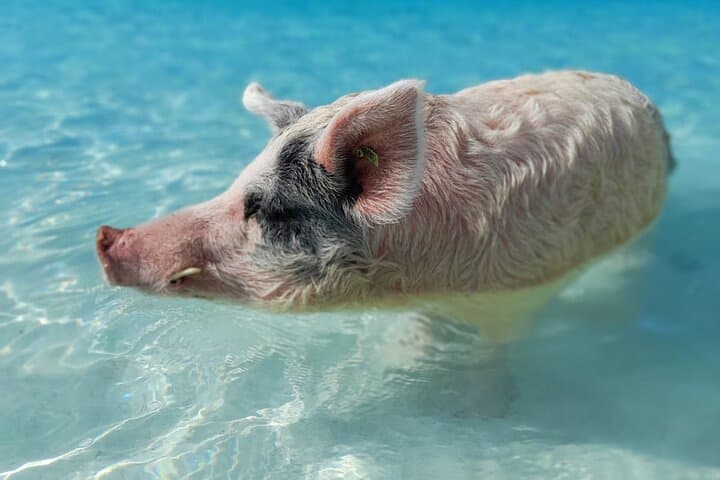 Exuma Island-Hopping Day Tour: Swim with the Pigs, Snorkel, and See Nurse Sharks photo 6