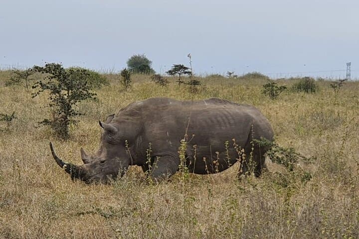Exploring Nairobi National Park and Giraffe Center: A Mini Safari in Kenya’s Backyard photo 3