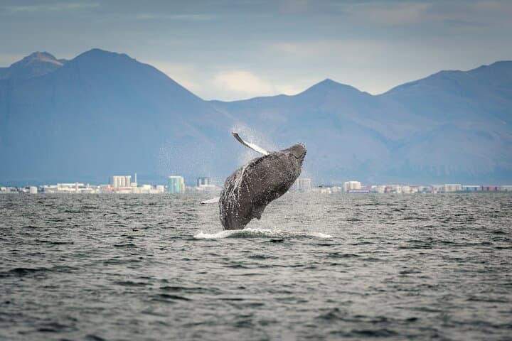 Speedboat Whale Watching in Reykjavik: Small-Group RIB Tours in Faxaflói Bay photo 3