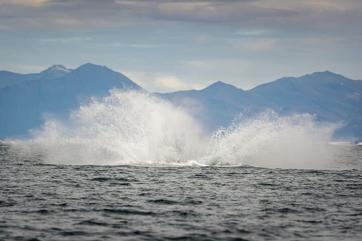 Speedboat Whale Watching in Reykjavik: Small-Group RIB Tours in Faxaflói Bay photo 4
