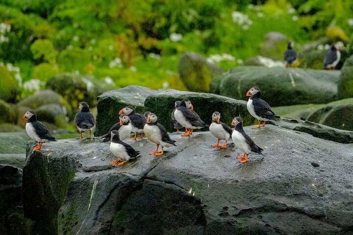 Puffin Speedboat Express: Fast RIB Puffin Tours from Reykjavík photo 2