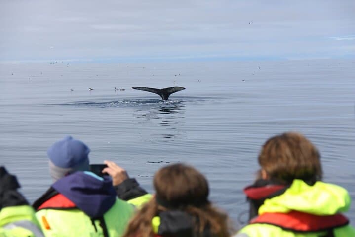 Speedboat Whale Watching in Reykjavik: Small-Group RIB Tours in Faxaflói Bay photo 5