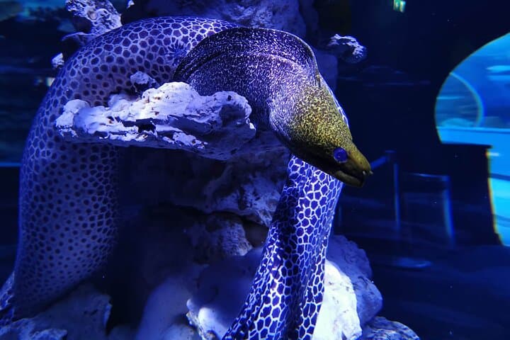 Sharjah Half-Day Cultural Tour from Dubai — Aquarium, Fort & Traditional Lunch photo 2