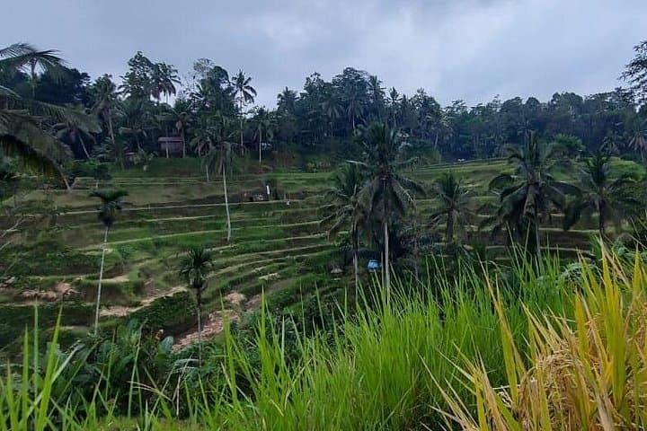 Tegallalang Rice Terrace Trek and Kanto Lampo Waterfall Day Tour from Ubud photo 4