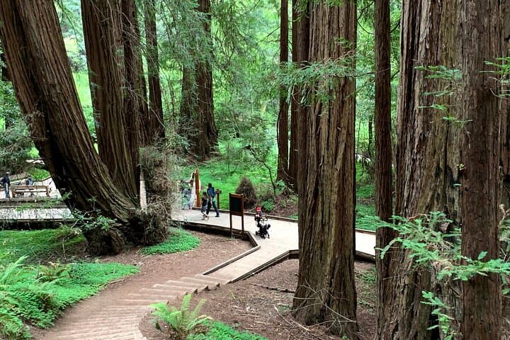 Exploring Muir Woods and Sausalito: A Private 4-Hour Tour from San Francisco photo 2