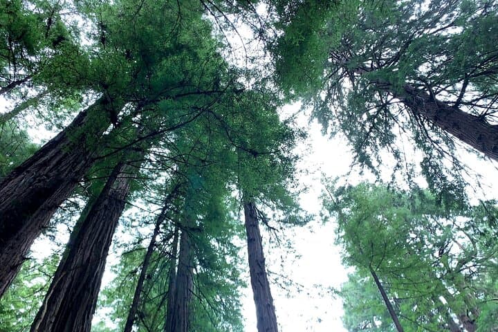 Exploring Muir Woods and Sausalito: A Private 4-Hour Tour from San Francisco photo 3