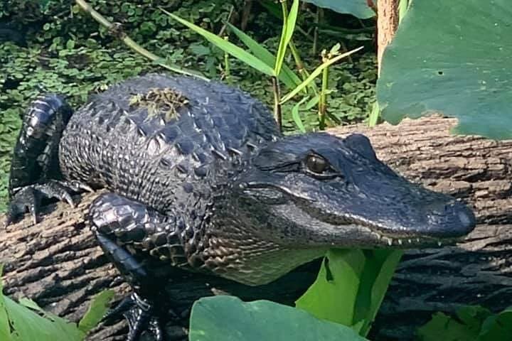 Airboat Adventure on the St. Johns River: Saint Augustine Airboat Safari photo 3
