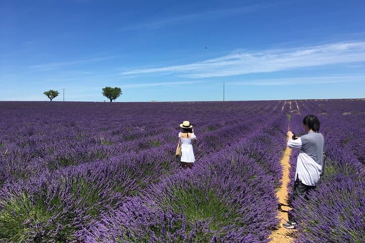 Valensole Lavender Fields Tour from Aix-en-Provence — 5-Hour Small-Group Excursion