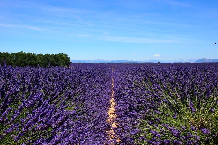 Valensole Lavender Fields Tour from Aix-en-Provence — 5-Hour Small-Group Excursion photo 2