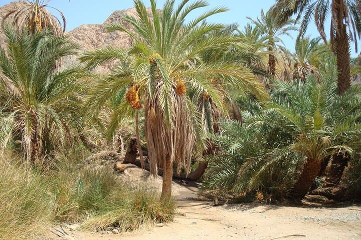 Three Pools Snorkel and Desert Quad Adventure from Dahab photo 4