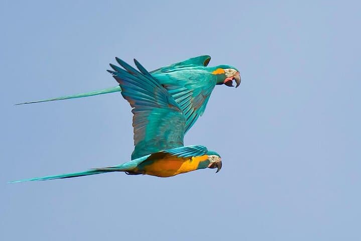 3-Day Sandoval Lake Amazon Wildlife Trip from Puerto Maldonado