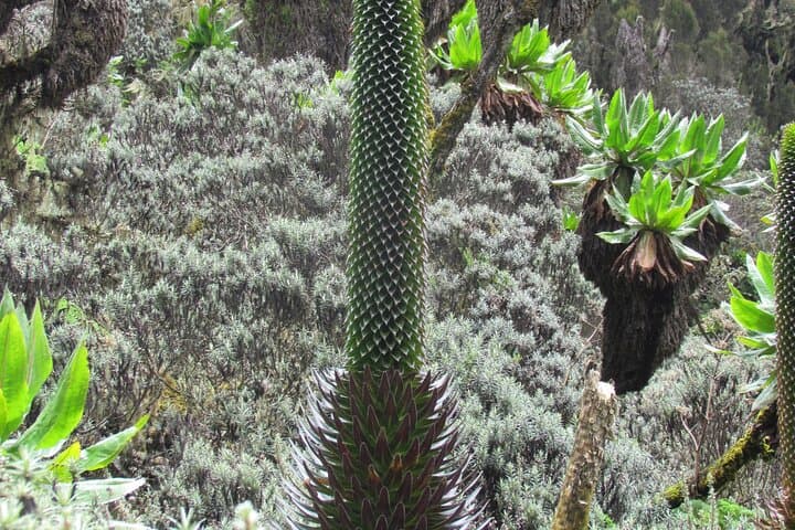 Rwenzori Mountains Trek: 7-Day Margherita Peak Summit and Central Circuit photo 5