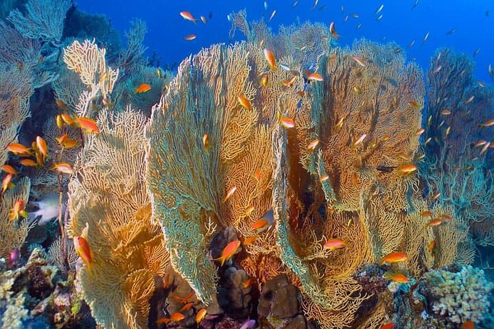 Glass-Bottom Boat Trip in Dahab: 90-Min Reef Cruise to Napoleon Reef photo 4