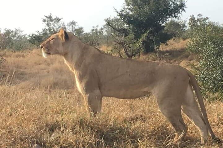 2-Day Pilanesberg Safari: Big Five Game Drives with 3-Star Lodge Stay