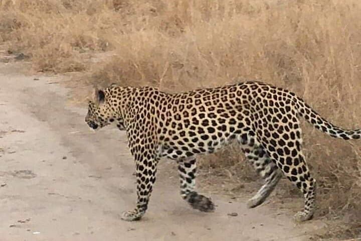 2-Day Pilanesberg Safari: Big Five Game Drives with 3-Star Lodge Stay photo 2