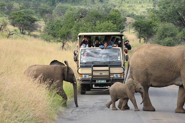 Full-Day Open Vehicle Safari in Pilanesberg National Park — Big Five Game Drive from Johannesburg
