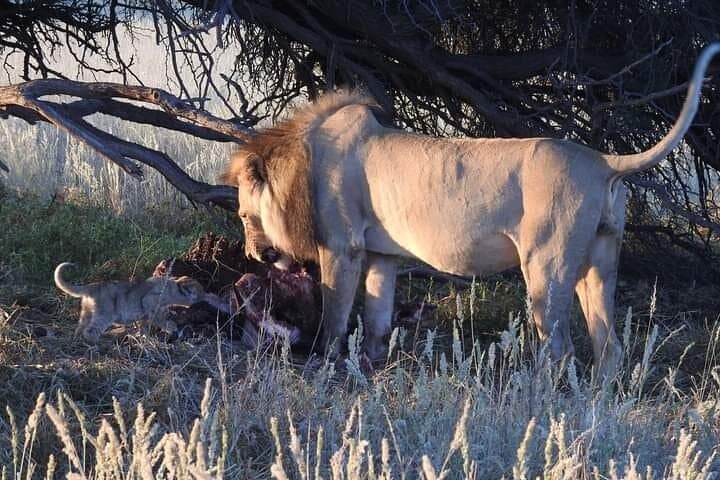 2-Day Kruger National Park Safari: Big Five Game Drives & Guided Bushwalks photo 4