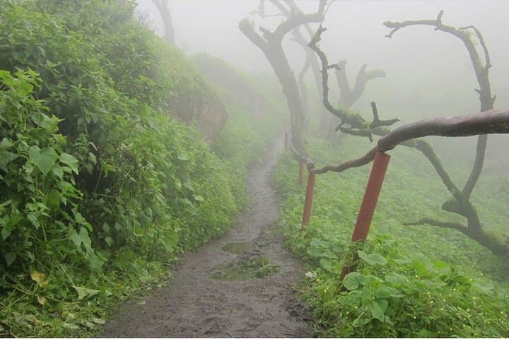Hiking Lomas de Lachay: Fog-Oasis Day Hike from Lima photo 2