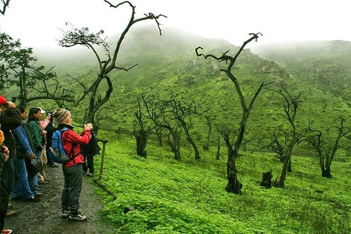 Hiking Lomas de Lachay: Fog-Oasis Day Hike from Lima photo 5