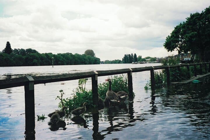 Riverside Walk: Self-Guided Audio Tour from Hammersmith to Chiswick photo 6