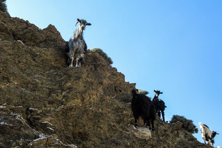Kourtaliotiko Gorge Trek: Private Day Hike in Southern Crete with Local Guide photo 6