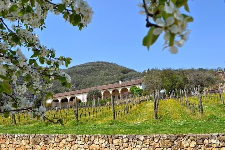 Prosecco & Classic-Method Sparkling Wine Tour from Verona — Colli Berici Tastings photo 2